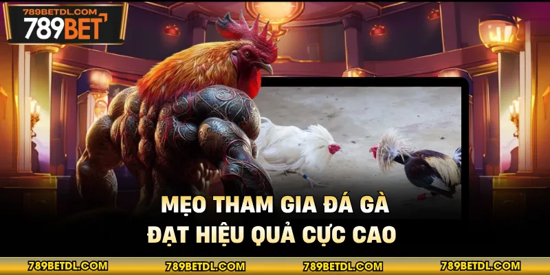 Mẹo tham gia đá gà đạt hiệu quả cực cao