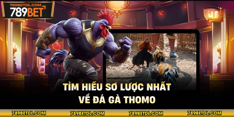 Tìm hiểu sơ lược nhất về đá gà Thomo